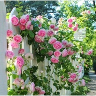 🌹ROSE  ber-ID : BISHOP'S CASTLE (old rose fragrance)