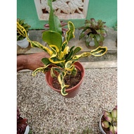 Pokok puding kuning live plant