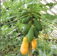 Papaya Bonsai Fruit Seeds High Germination