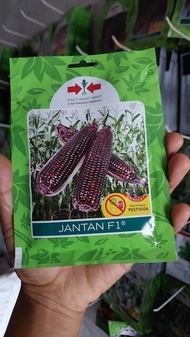 Benih jagung pulut JANTAN F1 - Warna ungu kehitaman
