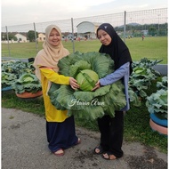 BENIH KOBIS KING F1 HYBRID 412(60 SEEDS).TAHAN PANAS.LOWLAND CABBAGE SEED.