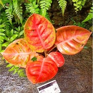 Aglaonema big roy mutasi / Aglonema big roy florist nursery/ Aglonema