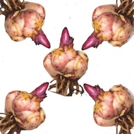 Flower Seed Lily with Potted Sprout Ball