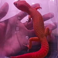 Gecko Toy (Dark Tangerine) Male