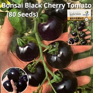 อัตรางอกสูง! เมล็ดพันธุ์ มะเขือเทศเชอร์รี่ สีดำ บรรจุ 80 เมล็ด Black Cherry Tomato Seeds มะเขือเทศ ม