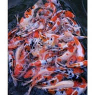 Ikan Koi Blitar 8-10 Kohaku, Sanke Hi Utsuri Ashagi F1 Anakan Import