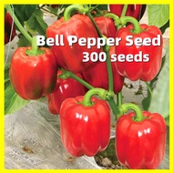 เมล็ดพันธุ์ พริกหวาน Giant Bell Pepper Seed - งอกง่าย 300เมล็ด/ซอง คุณภาพดี ราคาถูก ของแท้ 100% Sweet Pepper Seeds for Planting Organic Vegetable Seeds Pepper Plants เมล็ดพันธุ์ผัก เมล็ดผัก เมล็ดพืช ผักสวนครัว ปลูกผัก ต้นไม้มงคล บอนสีหายา บอนสี เมล็ดบอนสี