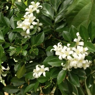 ♞Kamuning plant for sale