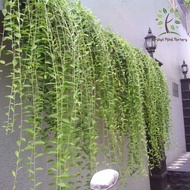 Berjaya Plant Nursery - Vernonia Eliptica/Lee Kuan Yew Creeper(Pokok Bunga Hidup/Pokok Hiasan Dalam Rumah/Indoor Plant)