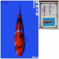Showa Import Murah farm ISA Jepang 20cm Ikan Koi Import Showa
