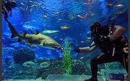 บัตรเข้าชมพิพิธภัณท์สัตว์น้ำ SEALIFE Busan Aquarium และผลงานจากตัวต่อเลโก้ Brickman