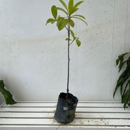 TA Cempedak King (M)