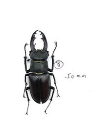 (編號5) Lucanus cervus cervus.(烏克蘭)歐洲深山鍬形蟲50mm