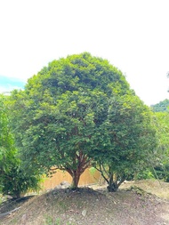 隆昌園-庭園樹-大型樹葡萄(嘉寶果45年生) (另售桂花五葉松梅子樹雪松羅漢松櫻花真柏雞蛋花台灣油杉)