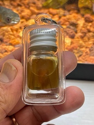 阿贊旁蝕 古巴盤石 油 派娣