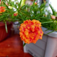 🌸🌸 Keratan Bunga Rose Jepun Carnations Orange Batik