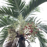 Palm Tree Golf Course Palm Tree Seed For Planting