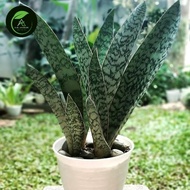 Ornamental plant sensivera masoniana - sensivera tiger - natural mother-in-law's tongue203 ready ak