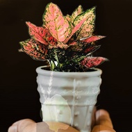 Alive Plant of "Aglaonema Pink Valentine" Plant 彩叶万年青