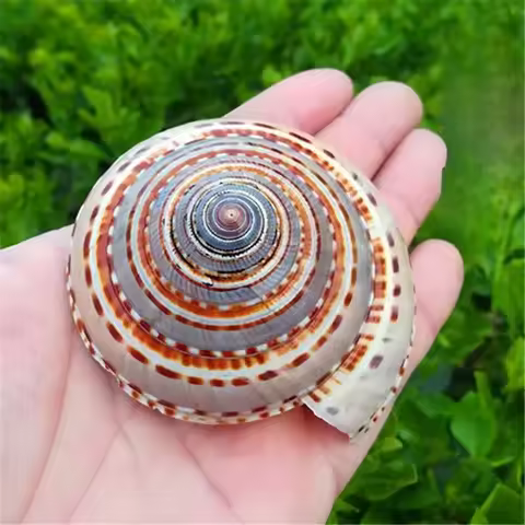 Natural Conch Shell Straw Hat Snail Wheel Snail Fish Tank Aquarium Landscaping Platform Wall Sticker