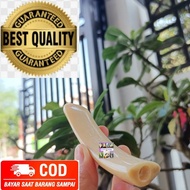 Once Iga Duyung Asli Model Taring / Once Duyung Kristal Mentega