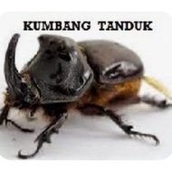 Multifunnel Trap for Rhinocerous beetle c/w Lure, Perangkap Kumbang Badak, Kumbang Tanduk