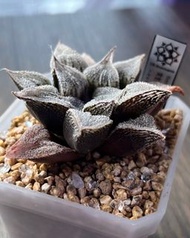 💎限時優惠💎 獨一無二❗️ 《實生壽 ：帶毛背窗樣》多肉植物 風水植物 禮物 水晶 盆栽 象牙宮
