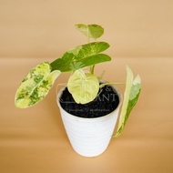 Philodendron Burle Marx Variegated / Brekele Variegata - House Plant