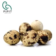 Quail Eggs ( Telur Puyuh / 鹌鹑蛋 )