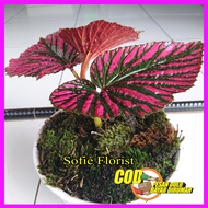 Baby Begonia Rex Walet - Bibit Bunga Begonia Rex Walet