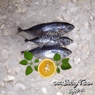 Ikan Baby Tuna Segar (beku) kiloan 2-3 ekor