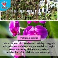 Anggrek Agristrophilium Kayu Kopi Petani Organik Ladang Herbal Nusantara Kardus FREE GRATIS Media T