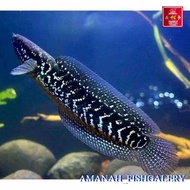 Asiatica ws pure channa import 9-10 cm - 6-7 cm