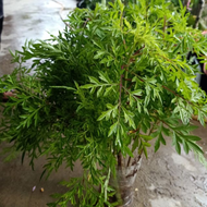 Ulam Raja / Wild Cosmos (Cosmos caudatus) - Pokok Hidup / Live Plant