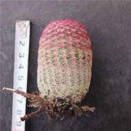Real Red Sun Cactus Potted Plant Office Succulent Plant Cactus Flowering Green Plant Easy-to-Raise R