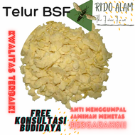 Telur maggot bsf fresh 20 Cluster original telur bsf termurah 20 cluster telur lalat bsf telur