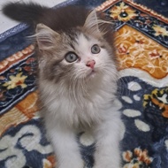 Anak kucing anggora,/kitten.persia flatnose 