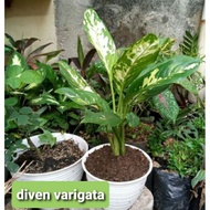 Diven Varigata Aglonema Dieffenbachia Varigata