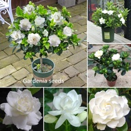 [Fast Grow] Malaysia Ready Stock 100pcs White Gardenia Seeds Beautiful Bonsai Flower Seeds for Planting Benih Bunga Benih Pokok Bunga Garden Ornamental Plants Indoor and Outdoor Plants Real Live Plant for Sale Easy To Planting In Local Home &amp; Garden