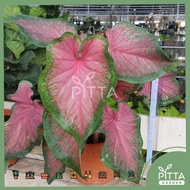 Caladium Red Plant Leafy Indoor Outdoor Plant | LIVE PLANT (PTP343)