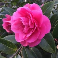 {HOT SELLING}[ REAL LIVE ] ANAK BENIH POKOK BUNGA CAMELIA