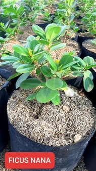 Money Maker Ficus Nana