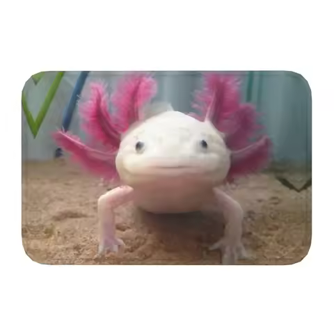 Custom Smiling Leucistic Axolotl Doormat Non-Slip Entrance Bath Kitchen Door Floor Mats Salamander A
