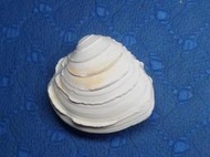 【忠實第紫雲軒】伊莎貝爾蛋糕簾蛤Placamen isabellina(尺寸約3.3cm，保存完整，乾淨潔白，特徵明顯，