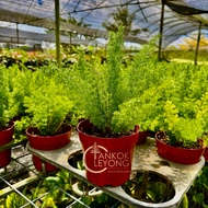 TKL - Asparagus Densiflorus Myersii (Foxtail Fern) Plume Asparagus  狐尾天门冬/ 狐狸尾