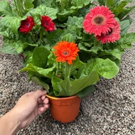 90s Greenovation Live Plant Daisy / Gerbera Jamesonii 非洲菊 P150