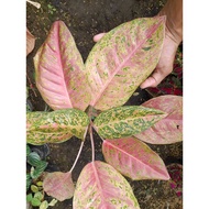 Sindo - Aglaonema Big Roy Plant  A Majestic Beauty for Your Indoor Oasis
