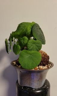 裂紋山烏龜連盤