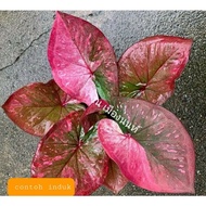 Keladi Thai Rare, Caladium Non City (Na muang Non)