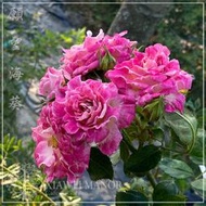 【願望海葵】玫瑰月季嫁接苗/短接樹玫瑰苗